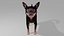 2xPack Chihuahua and cat OBJ 3D model