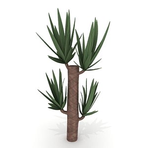 yucca