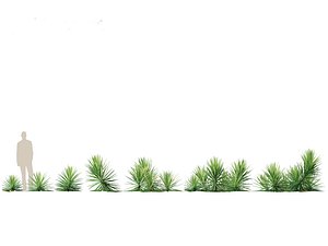 3D Yucca aloifolia - Aloe Yucca Dagger Plant 03