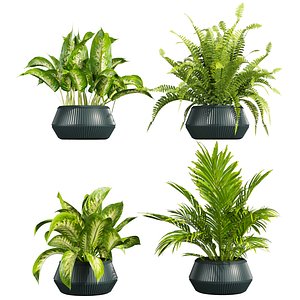 3D plant vol 864 - indoor - palm - aglaonema - fern model