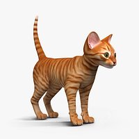 Kitten (No Hair)