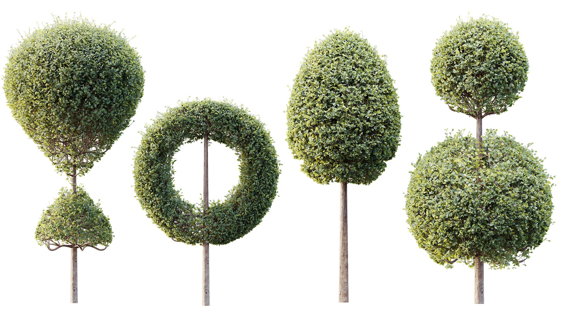 3D AV Plants Bush Ficus Concinna Bonsai Pruned Version13 model https://p.turbosquid.com/ts-thumb/DC/tp9FgU/9b/06/png/1762841558/1920x1080/fit_q87/8827fdf9de115360172f1b0ba5dc09b2f39a9c17/06.jpg