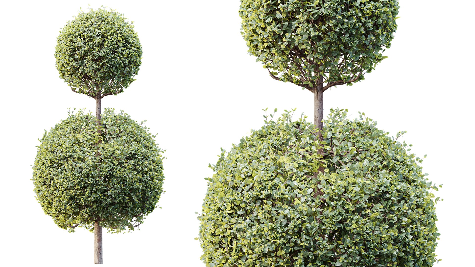 3D AV Plants Bush Ficus Concinna Bonsai Pruned Version13 model https://p.turbosquid.com/ts-thumb/DC/tp9FgU/IN/02/png/1762841555/1920x1080/fit_q87/499caa2fbec92b4a79aad078b2f42fd61d658769/02.jpg