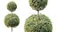 AV Plants Bush Ficus Concinna Bonsai Pruned Version13