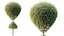 AV Plants Bush Ficus Concinna Bonsai Pruned Version13