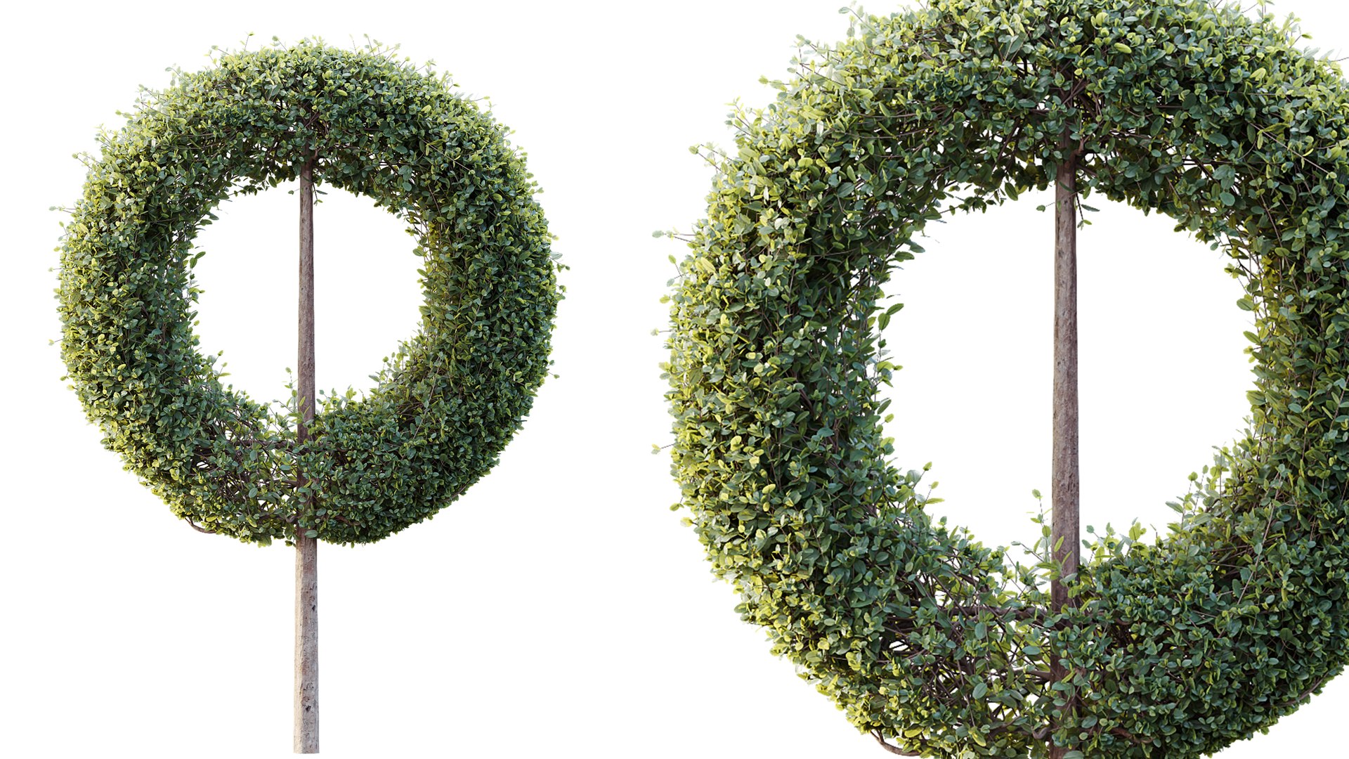 3D AV Plants Bush Ficus Concinna Bonsai Pruned Version13 model https://p.turbosquid.com/ts-thumb/DC/tp9FgU/a9/04/png/1762841557/1920x1080/fit_q87/cacc3d0c5249bff0dd8ccf12b41403d8cf42fd0b/04.jpg