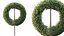 AV Plants Bush Ficus Concinna Bonsai Pruned Version13