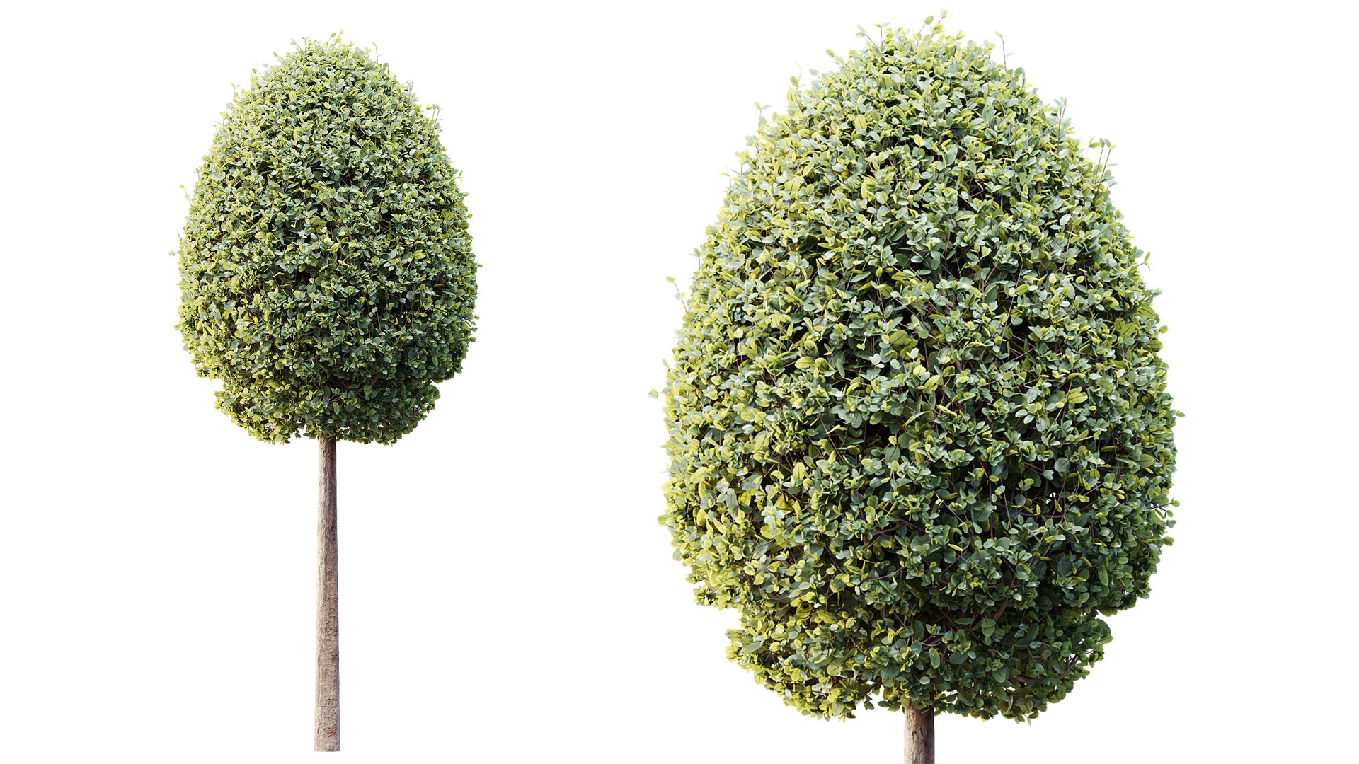 3D AV Plants Bush Ficus Concinna Bonsai Pruned Version13 model https://p.turbosquid.com/ts-thumb/DC/tp9FgU/iV/05/png/1762841556/1920x1080/fit_q87/3896345160548050500f53e4dcaeba64479a62f9/05.jpg