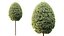 AV Plants Bush Ficus Concinna Bonsai Pruned Version13