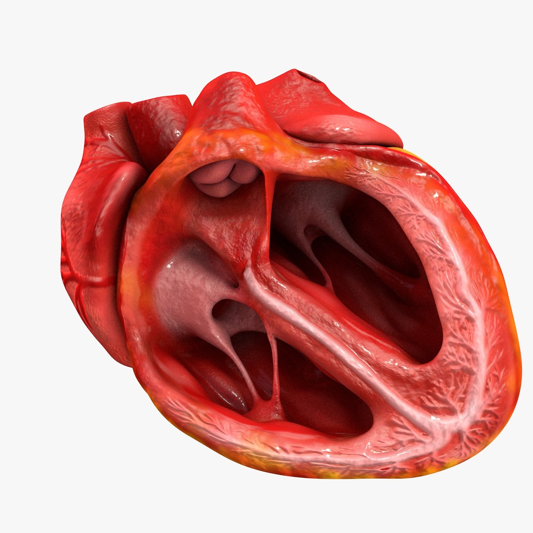3ds human heart medically accurate https://p.turbosquid.com/ts-thumb/DD/sFRwfC/2yujF6GV/turntable0036/jpg/1459281863/1920x1080/fit_q87/1aa58a630c0c54cc7fad33f6de04f1cfd1255506/turntable0036.jpg
