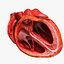 Animated Realistic Human Heart - Medically Accurate