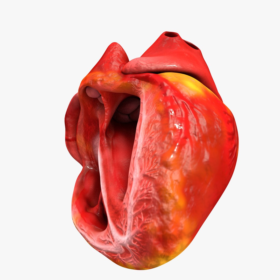 3ds human heart medically accurate https://p.turbosquid.com/ts-thumb/DD/sFRwfC/5ckP0NVN/turntable0031/jpg/1459281863/1920x1080/fit_q87/06dc7081f0ce4d82ab8222f674d1a75fa9e2548c/turntable0031.jpg
