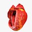 Animated Realistic Human Heart - Medically Accurate