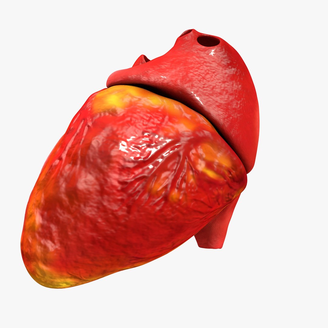 3ds human heart medically accurate https://p.turbosquid.com/ts-thumb/DD/sFRwfC/5e7WOszm/turntable0026/jpg/1459281863/1920x1080/fit_q87/dd2b808b6873107995734c8627376b092b6a18d4/turntable0026.jpg