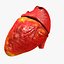 Animated Realistic Human Heart - Medically Accurate