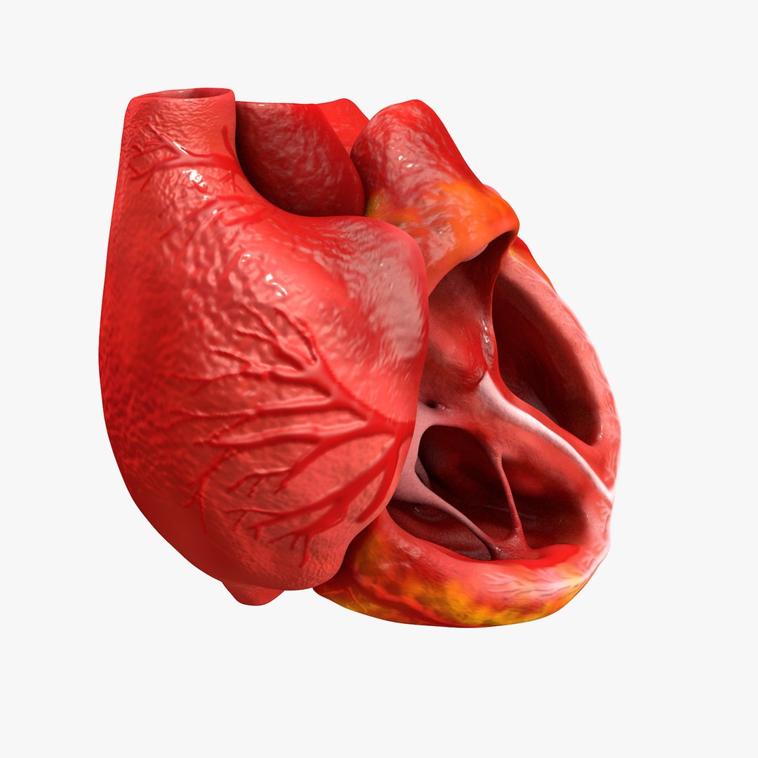 3ds human heart medically accurate https://p.turbosquid.com/ts-thumb/DD/sFRwfC/5h2drnI3/turntable0006/jpg/1459281862/1920x1080/fit_q87/e264f45bd1d218dfc20696c8f5dc5ece0bf92799/turntable0006.jpg