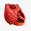 Animated Realistic Human Heart - Medically Accurate