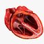 Animated Realistic Human Heart - Medically Accurate