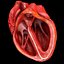 Animated Realistic Human Heart - Medically Accurate
