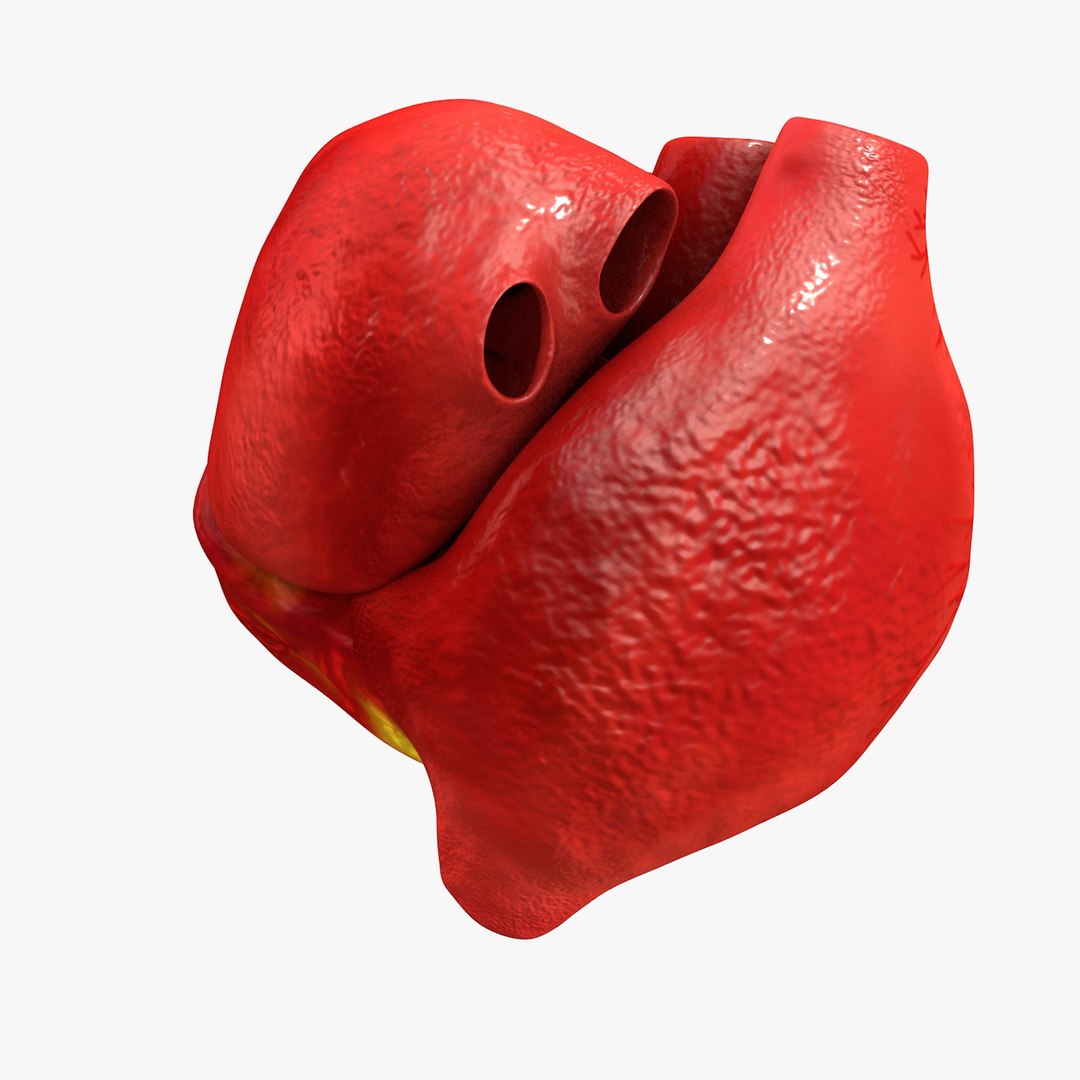 3ds human heart medically accurate https://p.turbosquid.com/ts-thumb/DD/sFRwfC/8SgbGnYx/turntable0014/jpg/1459281863/1920x1080/fit_q87/581c5754190e1665cc7790ecbc3535b09f5f0412/turntable0014.jpg