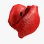 Animated Realistic Human Heart - Medically Accurate