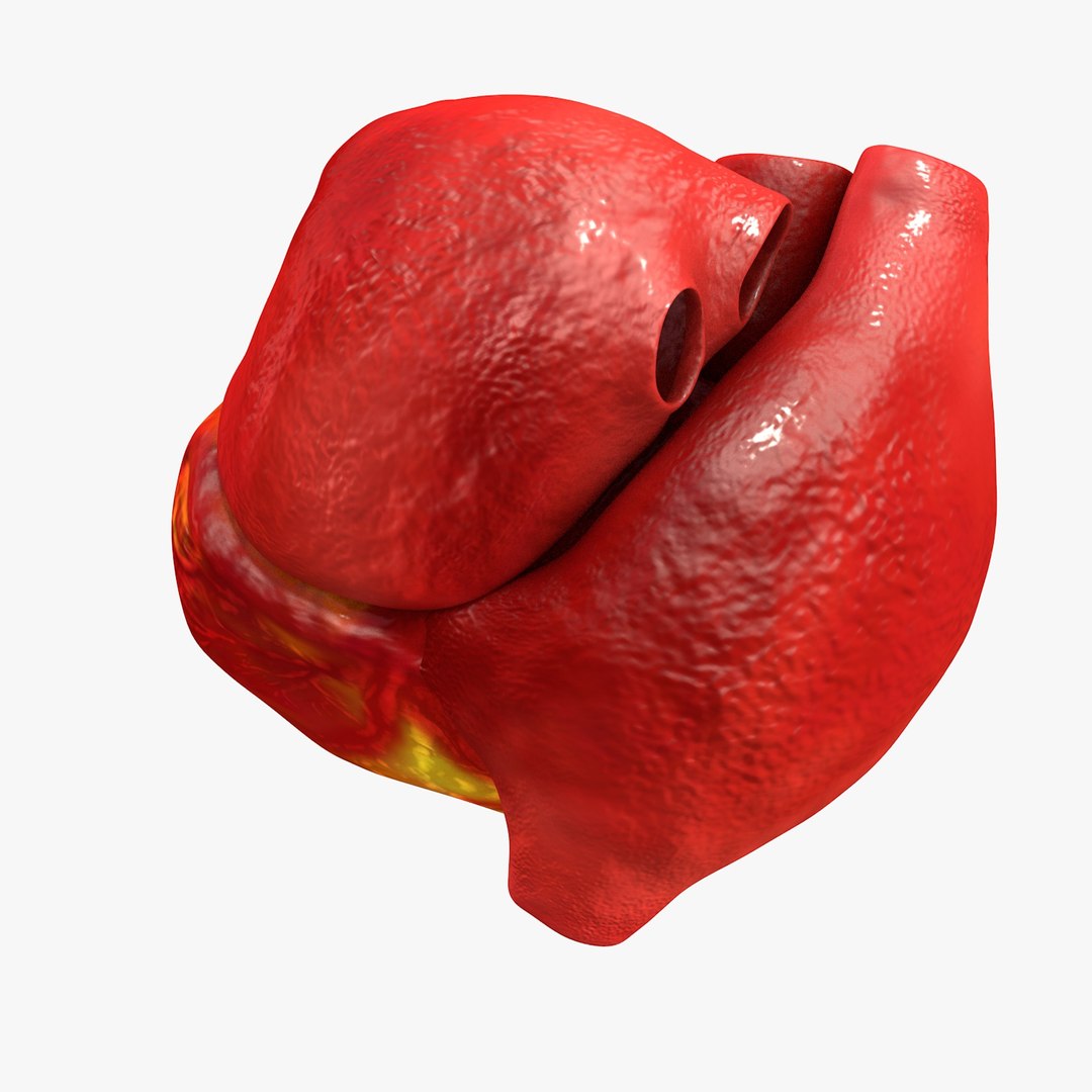 3ds human heart medically accurate https://p.turbosquid.com/ts-thumb/DD/sFRwfC/9ZWAWuoL/turntable0016/jpg/1459281863/1920x1080/fit_q87/fbf378c32557fe3949496e29cac648b2154f08cd/turntable0016.jpg