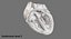 Animated Realistic Human Heart - Medically Accurate