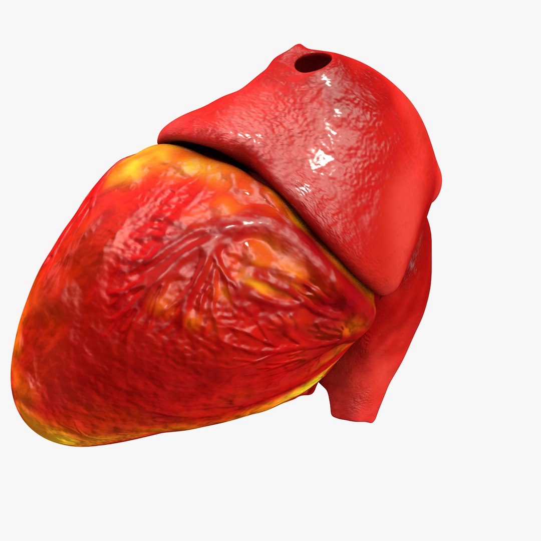 3ds human heart medically accurate https://p.turbosquid.com/ts-thumb/DD/sFRwfC/ArZAej98/turntable0024/jpg/1459281863/1920x1080/fit_q87/ed61dbc7cf406a328416a93249b59c9ecacb7e6a/turntable0024.jpg