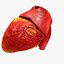 Animated Realistic Human Heart - Medically Accurate