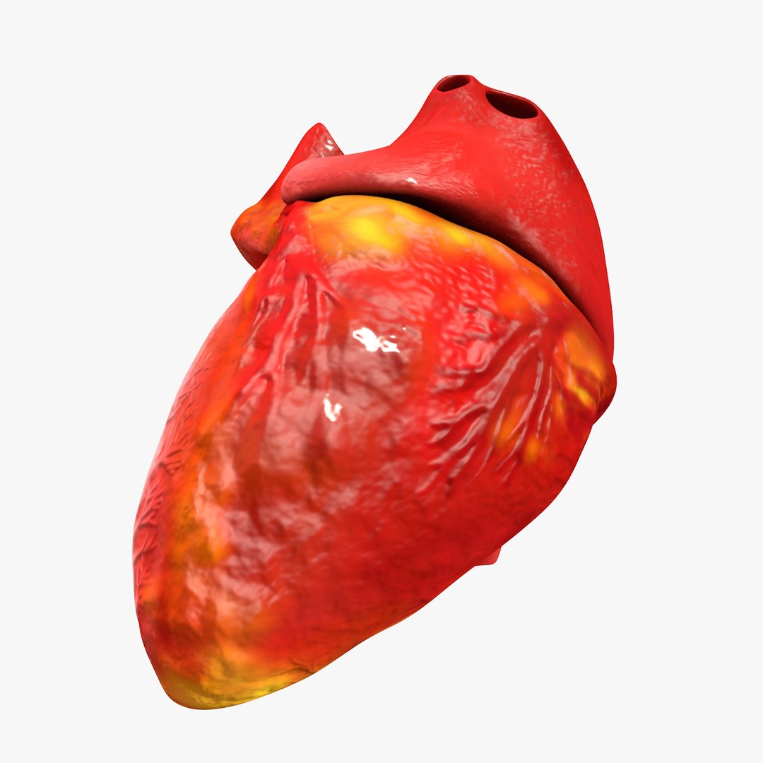 3ds human heart medically accurate https://p.turbosquid.com/ts-thumb/DD/sFRwfC/Bups3Jzl/turntable0028/jpg/1459281863/1920x1080/fit_q87/ab9591ed415aeae0615cae7a6121c570c4831518/turntable0028.jpg