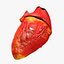 Animated Realistic Human Heart - Medically Accurate