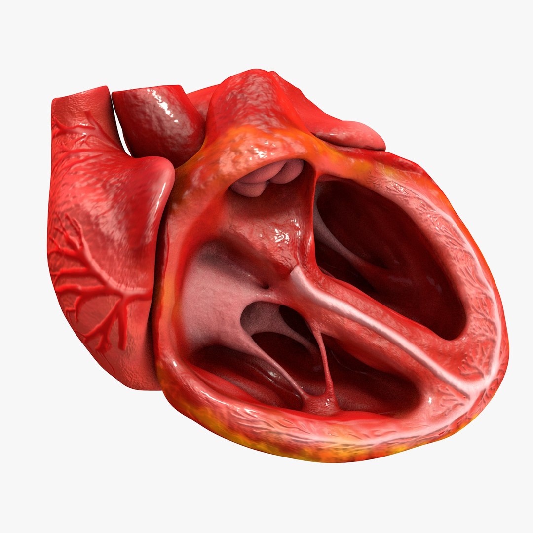 3ds human heart medically accurate https://p.turbosquid.com/ts-thumb/DD/sFRwfC/EIDawyuZ/turntable0002/jpg/1459281862/1920x1080/fit_q87/4364d0b7552f616b3513fa73ed10f9716ab42246/turntable0002.jpg