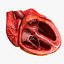 Animated Realistic Human Heart - Medically Accurate