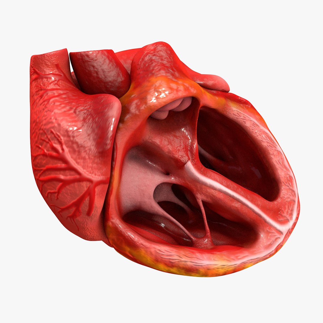 3ds human heart medically accurate https://p.turbosquid.com/ts-thumb/DD/sFRwfC/JY9U23E2/turntable0003/jpg/1459281862/1920x1080/fit_q87/f19194a81d56f52f9361935f2eeff4c7478c6db3/turntable0003.jpg