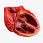 Animated Realistic Human Heart - Medically Accurate