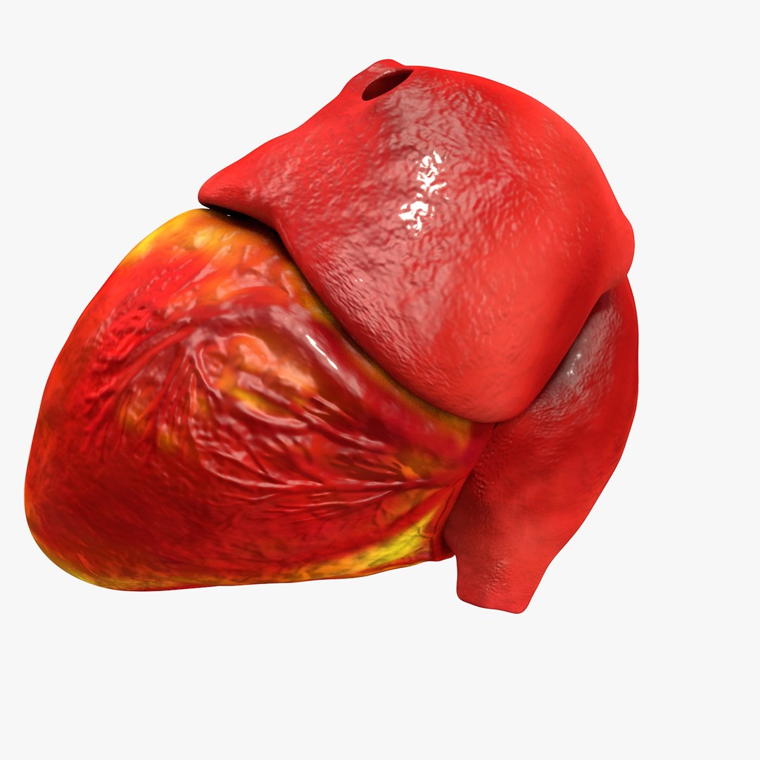 3ds human heart medically accurate https://p.turbosquid.com/ts-thumb/DD/sFRwfC/JgErW4nN/turntable0022/jpg/1459281863/1920x1080/fit_q87/c98aa3a27439bfa814e01c11191e4e67b993fff6/turntable0022.jpg