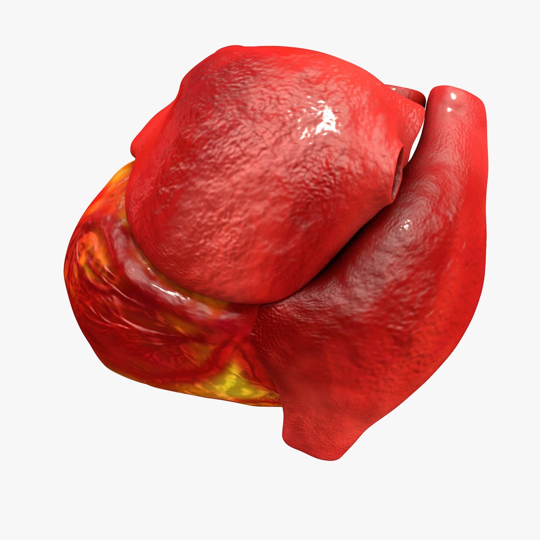 3ds human heart medically accurate https://p.turbosquid.com/ts-thumb/DD/sFRwfC/KcBpxqsY/turntable0018/jpg/1459281863/1920x1080/fit_q87/13ee61fbe56cea44e94d87a3fbbeb834968972f5/turntable0018.jpg