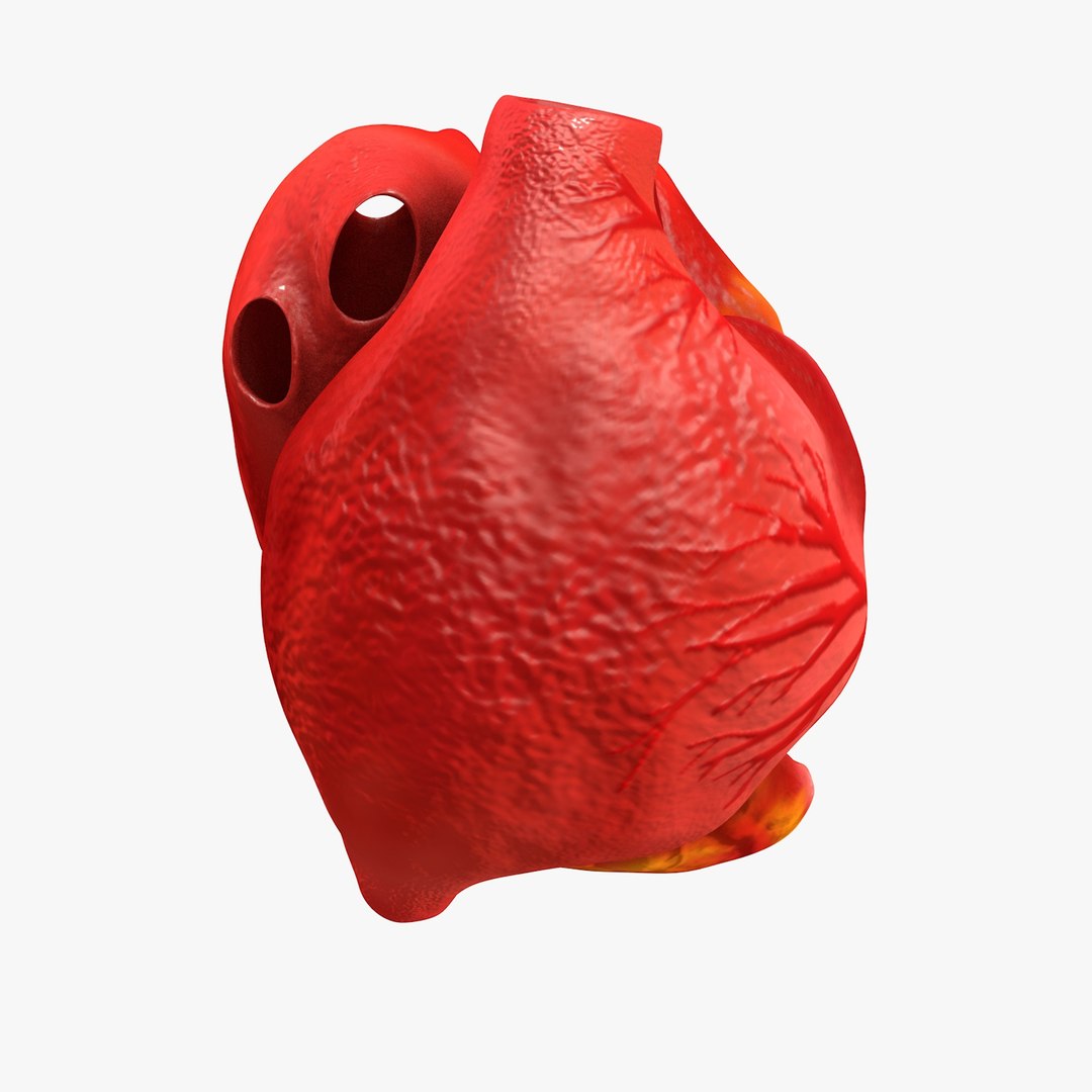 3ds human heart medically accurate https://p.turbosquid.com/ts-thumb/DD/sFRwfC/LUUNsGix/turntable0010/jpg/1459281862/1920x1080/fit_q87/ce610905de929fc8c01c6b3cd5c5af5561dbb8ae/turntable0010.jpg