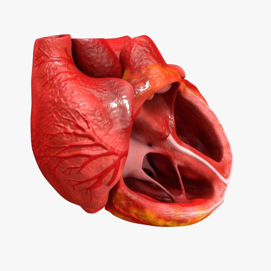 3ds human heart medically accurate https://p.turbosquid.com/ts-thumb/DD/sFRwfC/LkdT4nZB/turntable0005/jpg/1459281862/1920x1080/fit_q87/a5dbeeb910c9a865eacc6aa22dbb19af9a1370dd/turntable0005.jpg