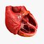 Animated Realistic Human Heart - Medically Accurate