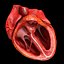 Animated Realistic Human Heart - Medically Accurate