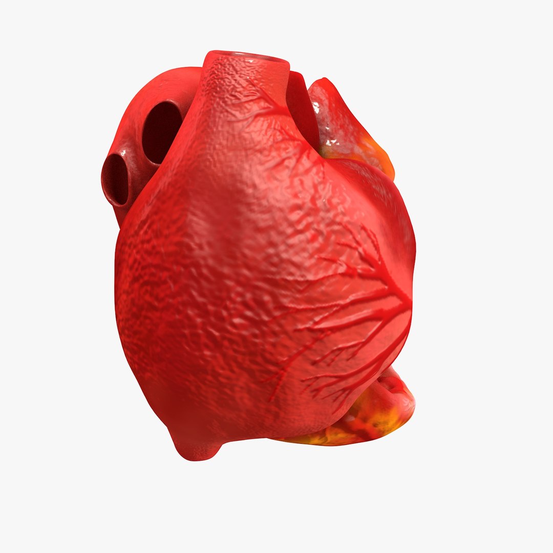 3ds human heart medically accurate https://p.turbosquid.com/ts-thumb/DD/sFRwfC/MXFBAZJT/turntable0009/jpg/1459281862/1920x1080/fit_q87/35f67ea23ec9260cd367b1d9943ab4c4793c3ba6/turntable0009.jpg