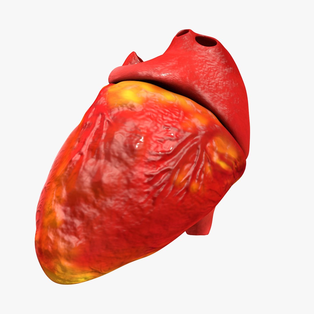 3ds human heart medically accurate https://p.turbosquid.com/ts-thumb/DD/sFRwfC/NUU92koT/turntable0027/jpg/1459281863/1920x1080/fit_q87/cc4aa014474d788843269f16b6a51b4cda118685/turntable0027.jpg
