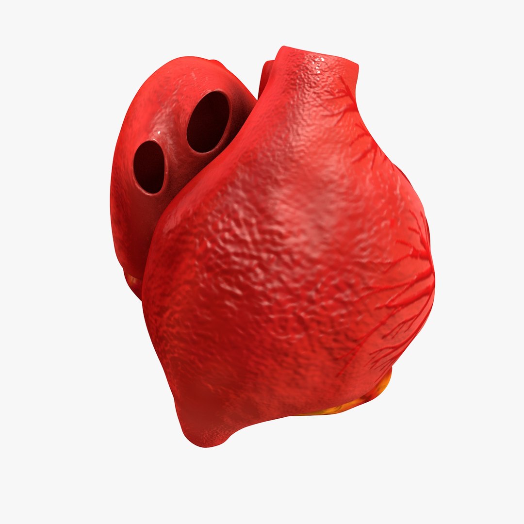 3ds human heart medically accurate https://p.turbosquid.com/ts-thumb/DD/sFRwfC/PZES6ZrM/turntable0011/jpg/1459281863/1920x1080/fit_q87/f8270f284b0265cde19085377d598b5d0688b757/turntable0011.jpg
