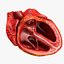 Animated Realistic Human Heart - Medically Accurate