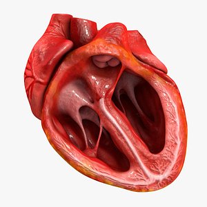 Animated Realistic Human Heart - Medically Accurate