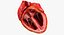 Animated Realistic Human Heart - Medically Accurate