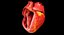 Animated Realistic Human Heart - Medically Accurate