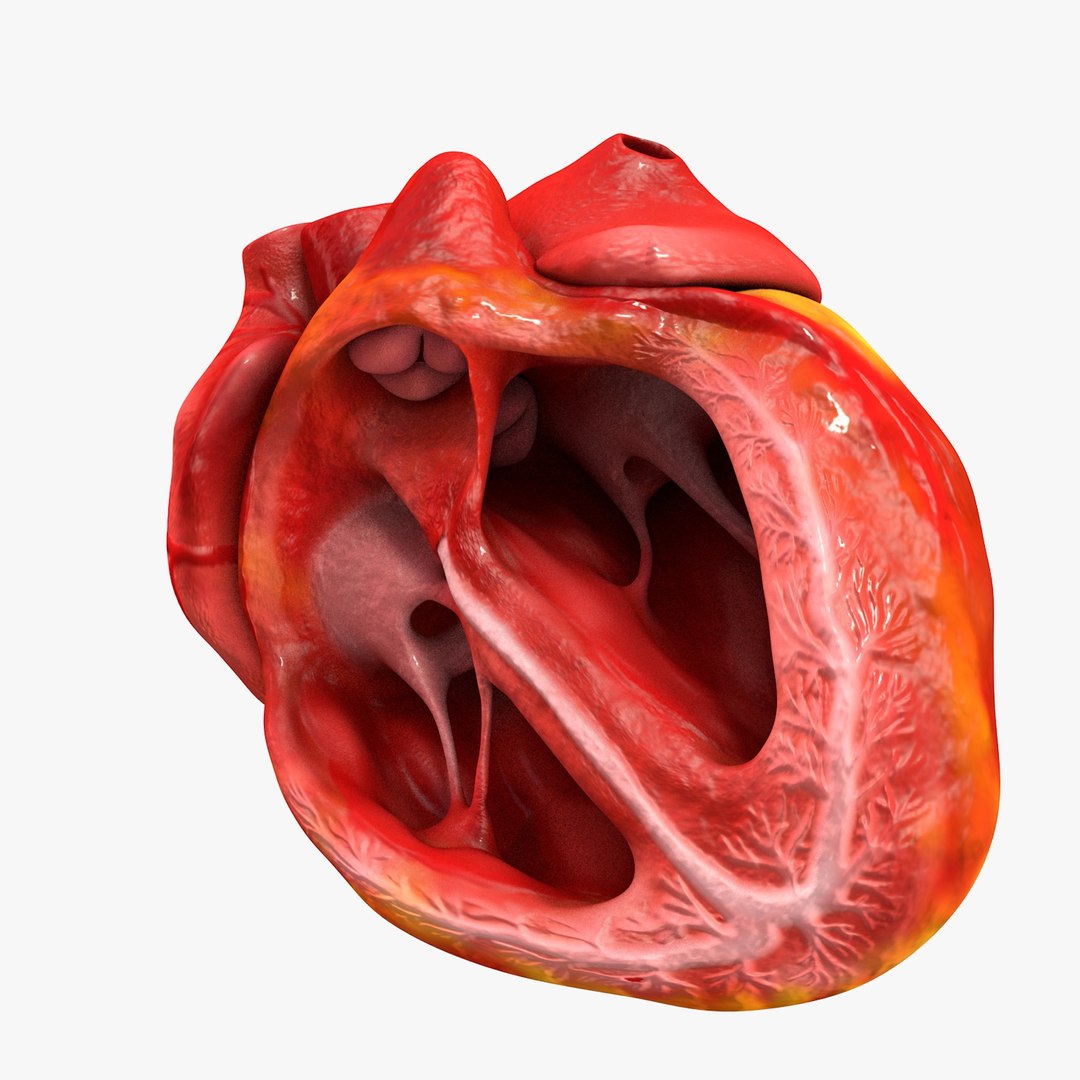 3ds human heart medically accurate https://p.turbosquid.com/ts-thumb/DD/sFRwfC/Yu8bBpuG/turntable0034/jpg/1459281863/1920x1080/fit_q87/9610caf363c6f4783155616590555c0e43fec9cf/turntable0034.jpg