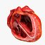 Animated Realistic Human Heart - Medically Accurate